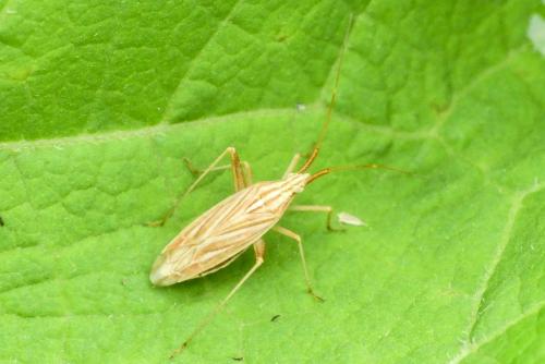 Miridius quadrivirgatus